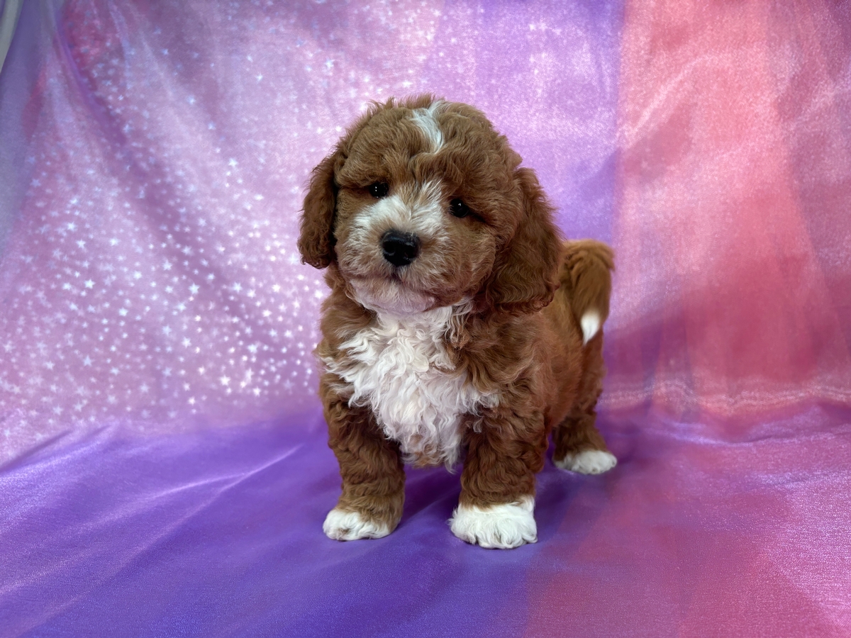 Male Bichon Poodle, Dark Red with White Markings DOB 7-24-24 $950